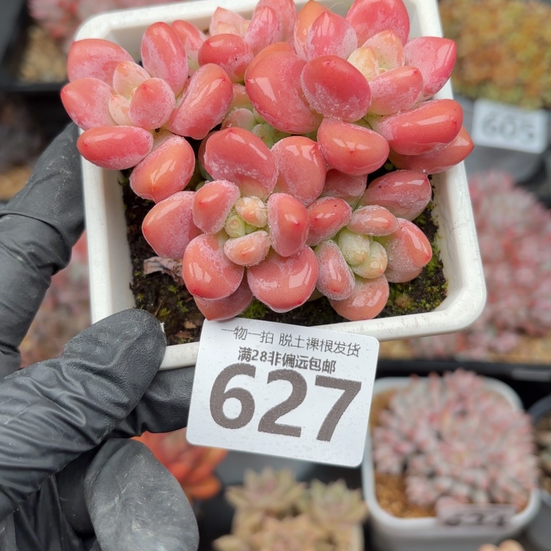 樱花洛神无盆土发货