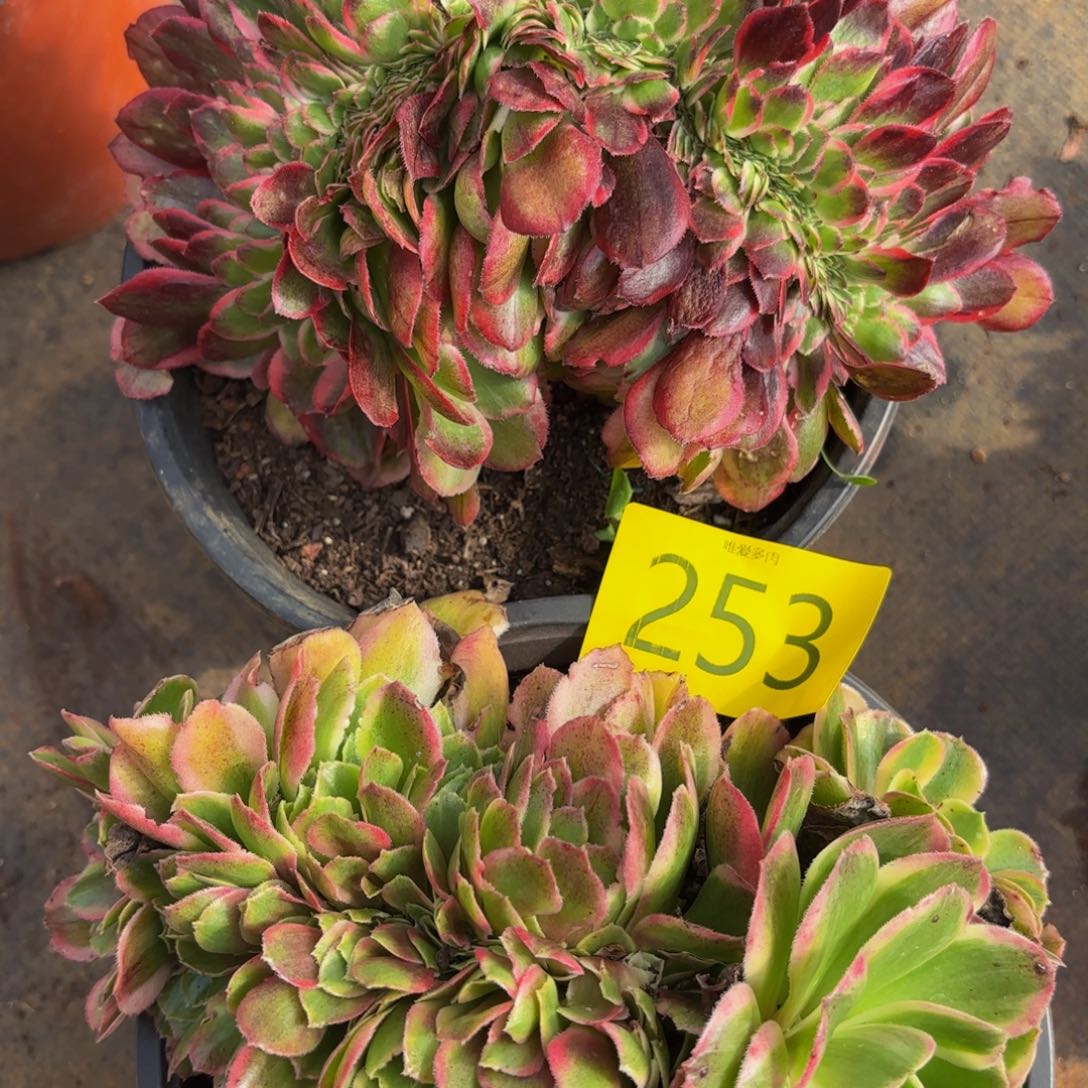 哈哈多肉植物多肉植物