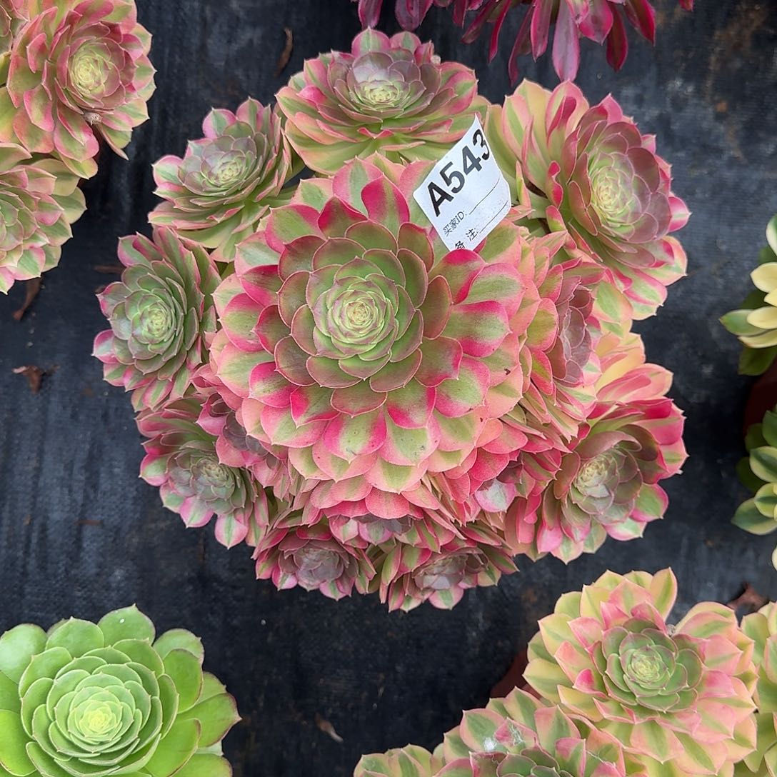 雨荷多肉植物a543