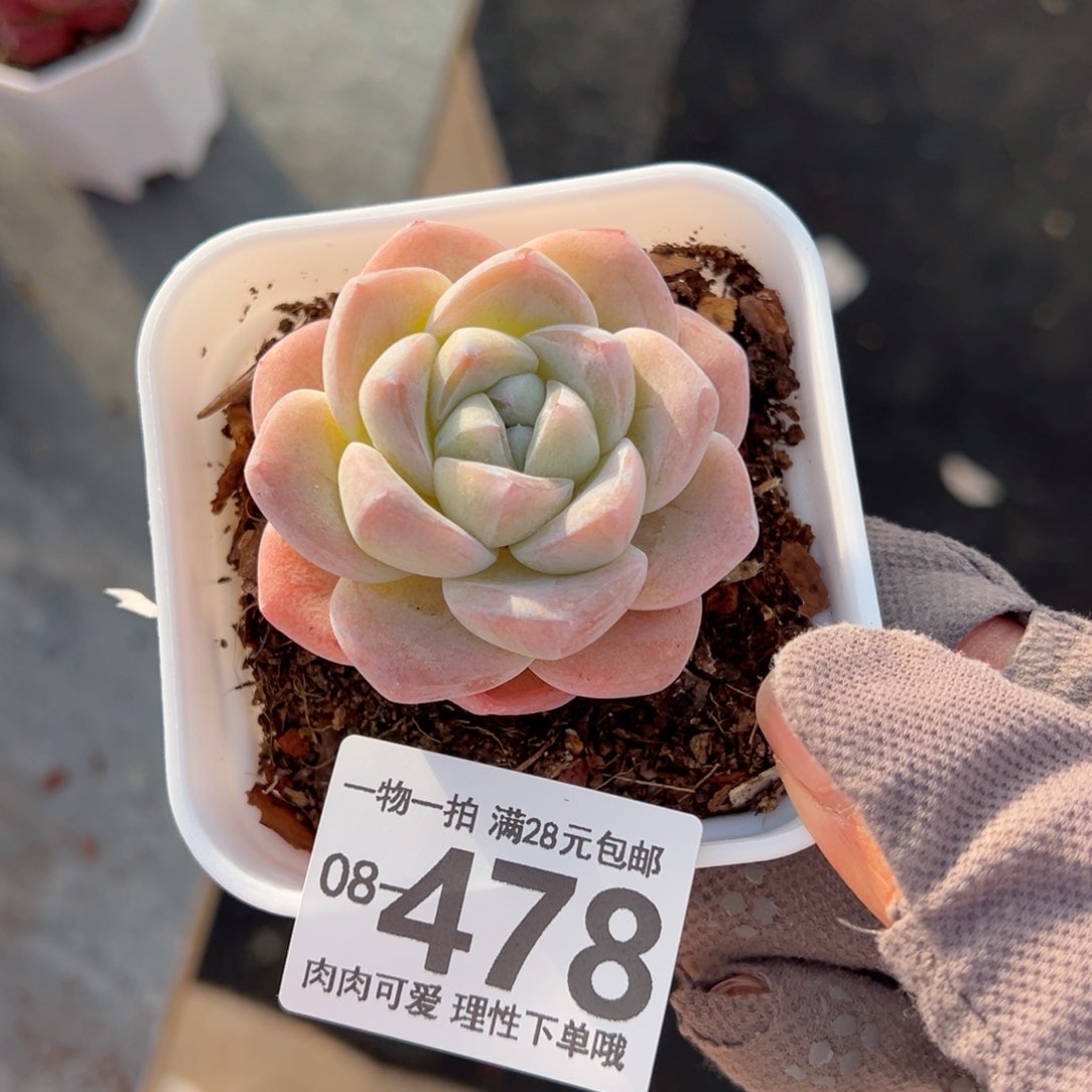 冰玉多肉多肉多肉