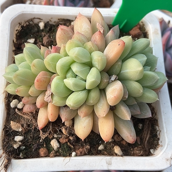 多肉植物99多肉多肉