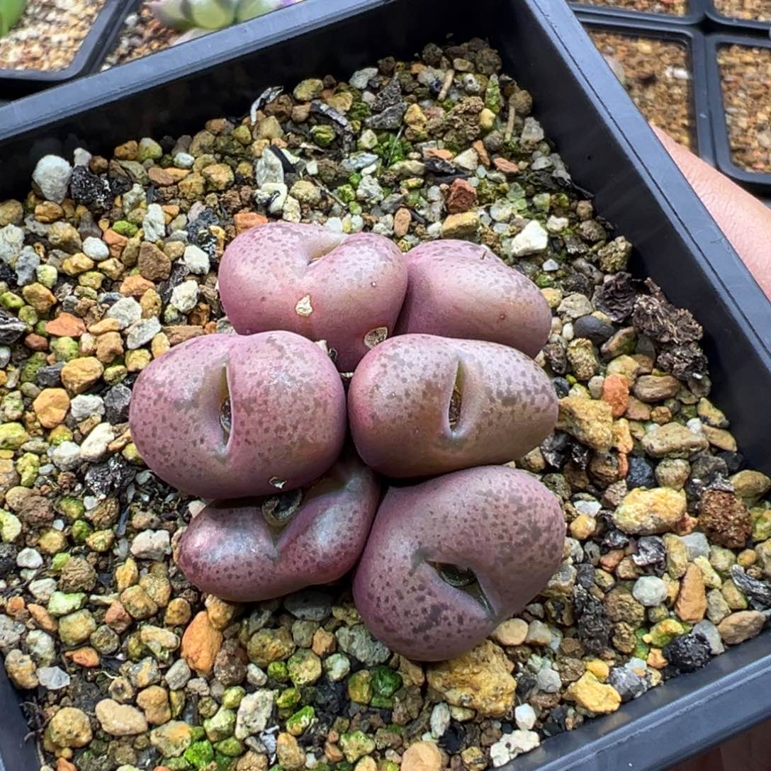 220厚皮紫黑色吕杂一群特