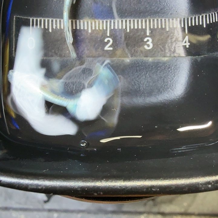 青鳉鱼100号拍品长鳍天使