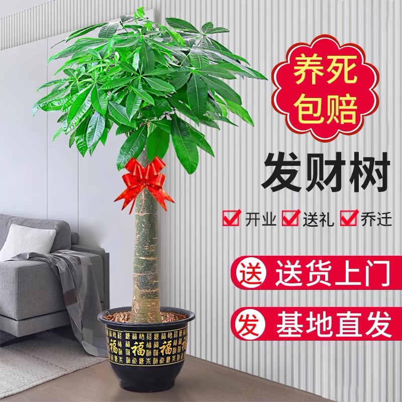 【送货上门】1.5-1.6米发财树客厅室内外绿植盆栽大棵落地大型植物