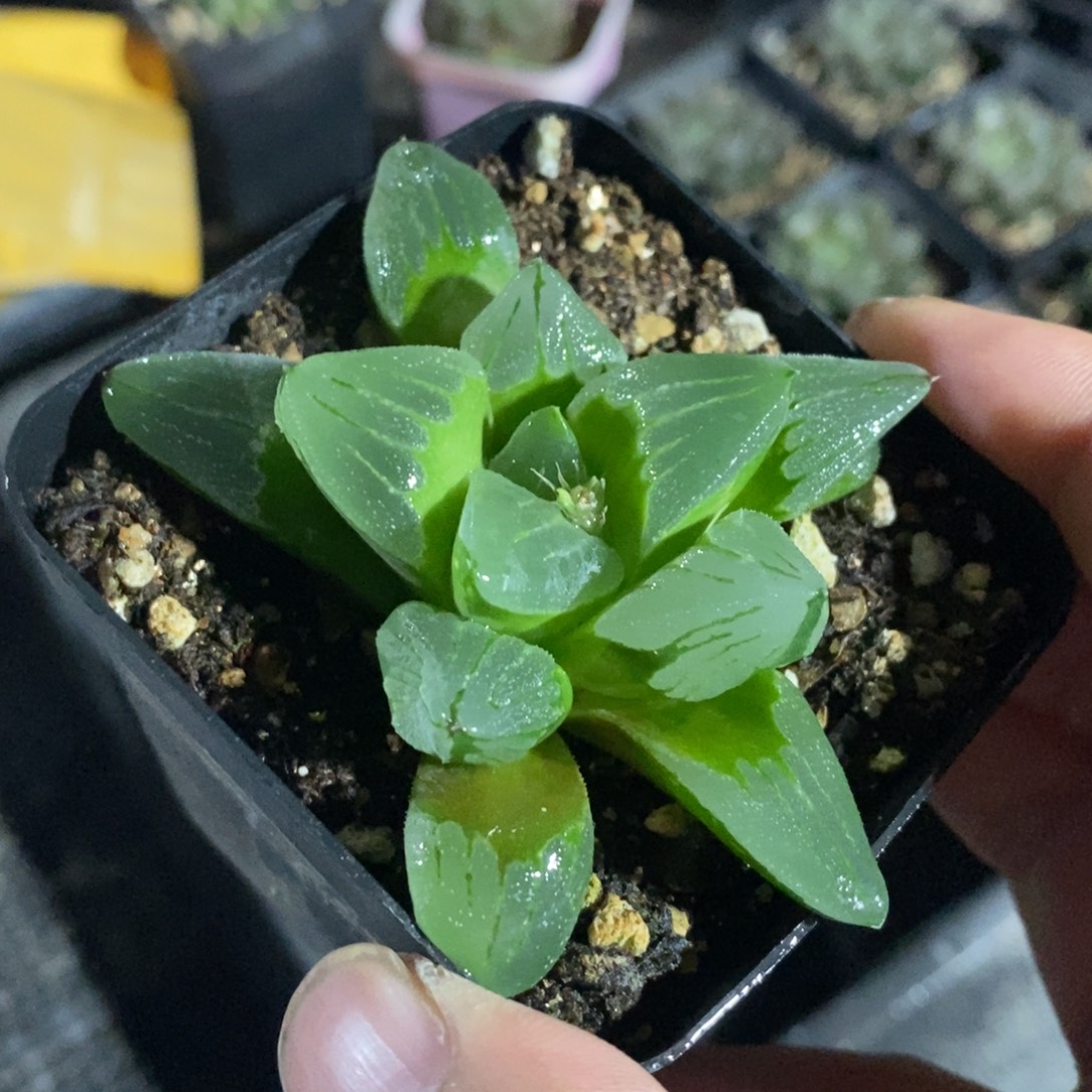 冰城一颗 整点福利