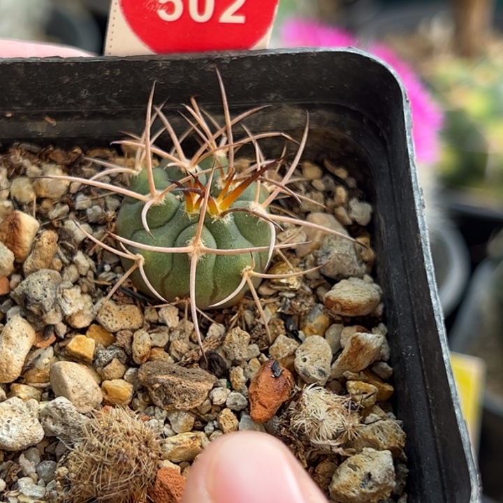 实生狂刺球一棵仙人球