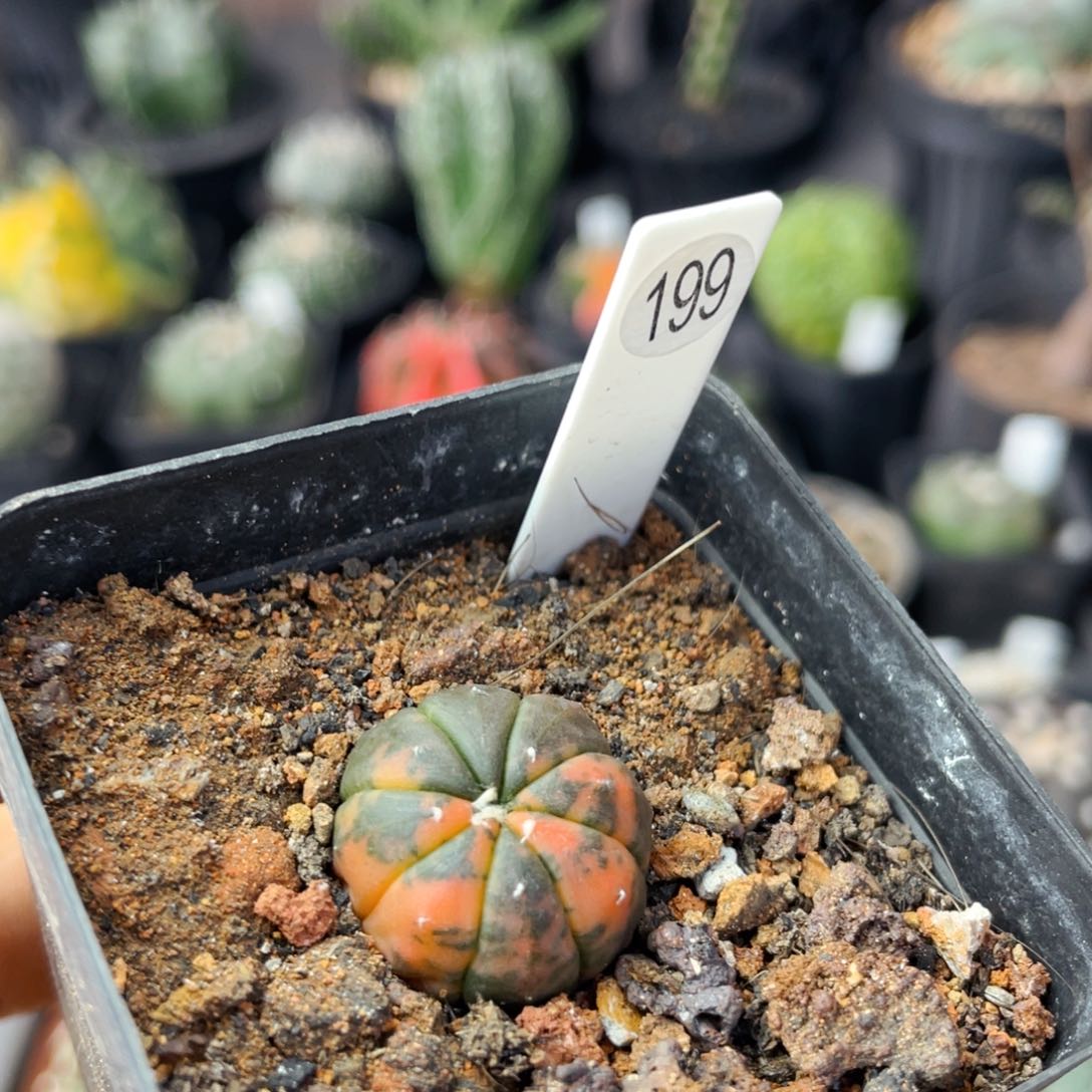 仙人球满28包邮盆口径5公分兜锦