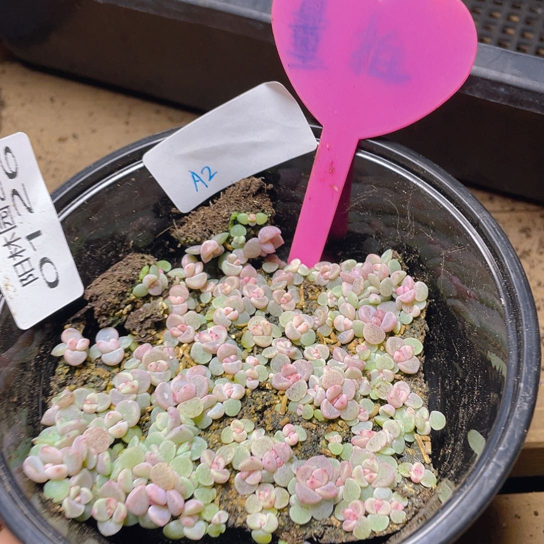 量拍多肉植物多肉植物126