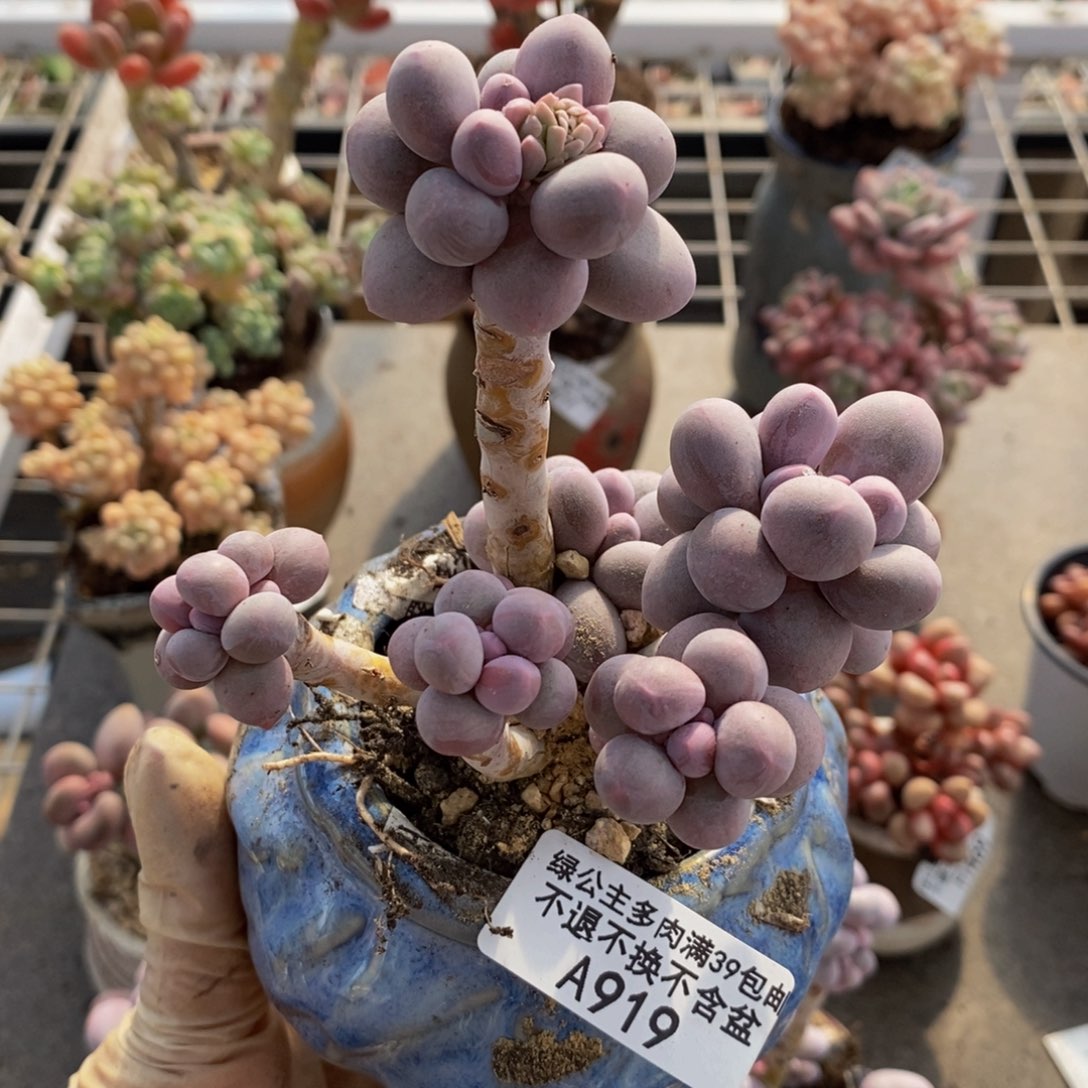 香水手指919/9c m