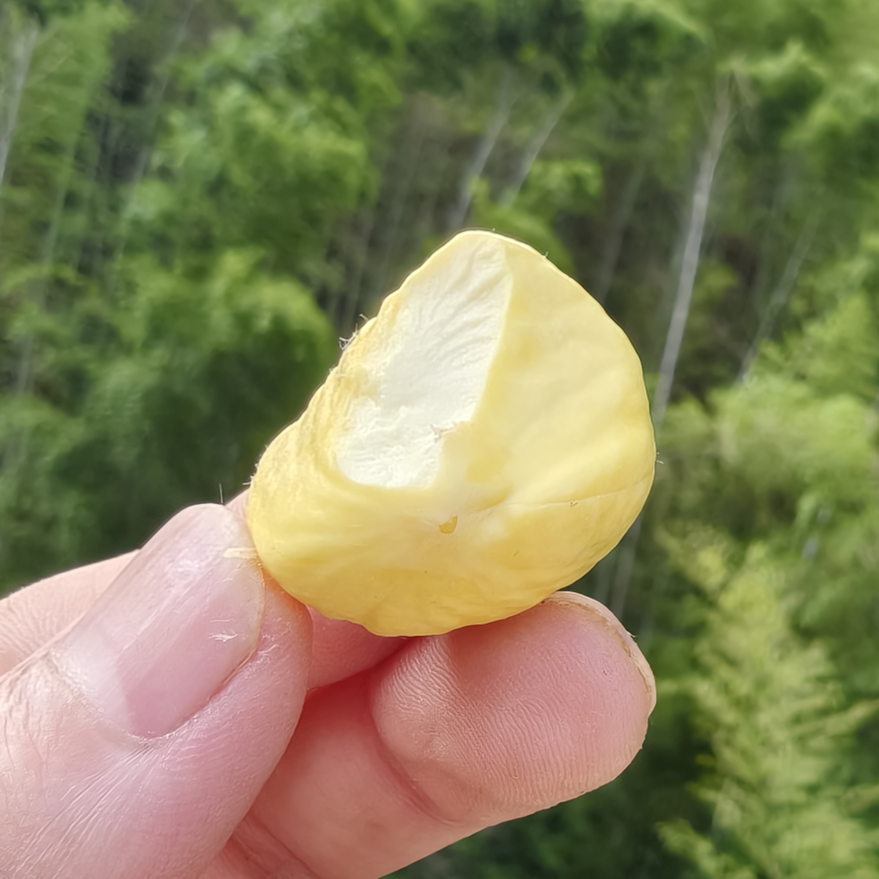 【新鲜板栗】大别山新鲜现摘嫩板栗香甜脆口内皮好剥即食