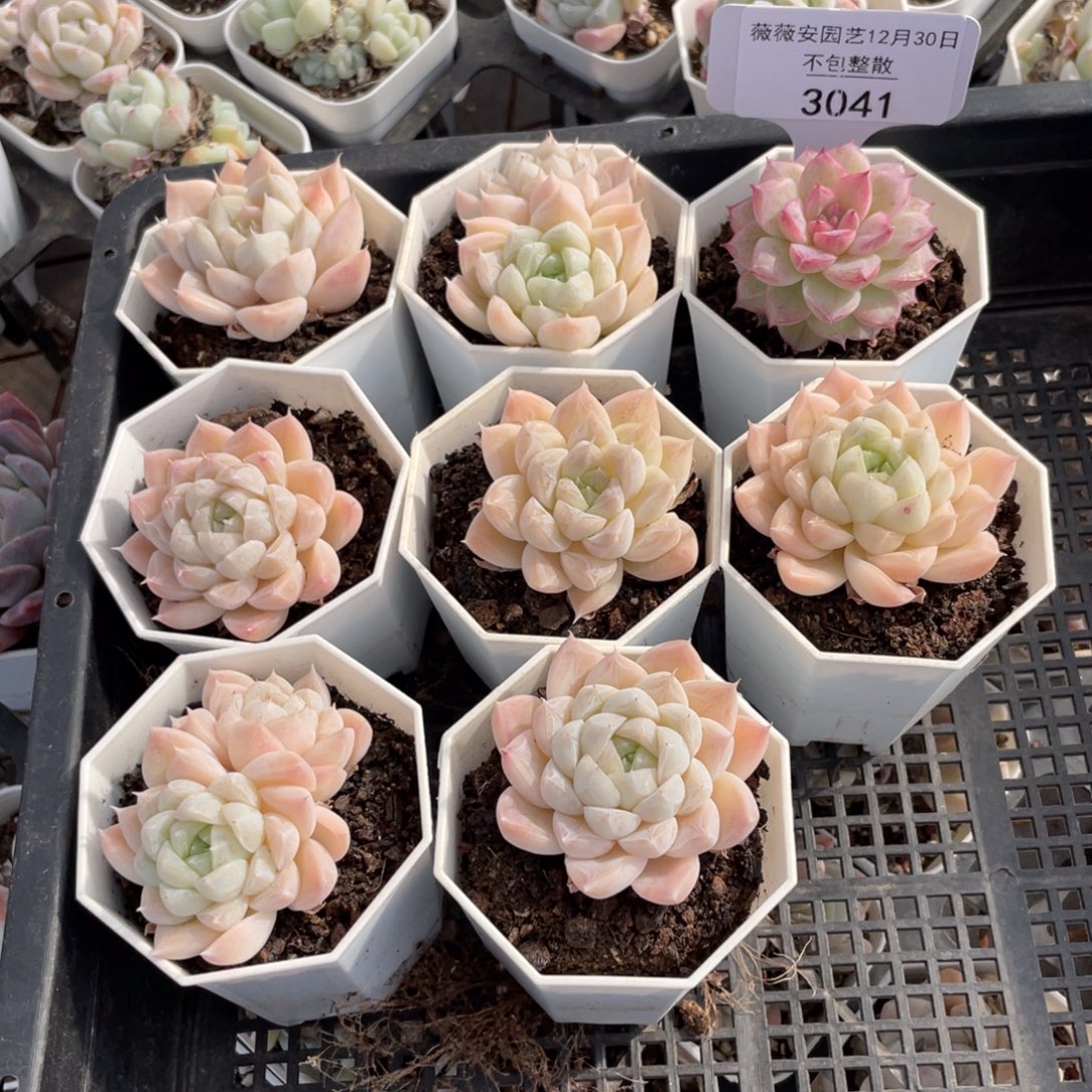 不包整散 盆子不售后3041