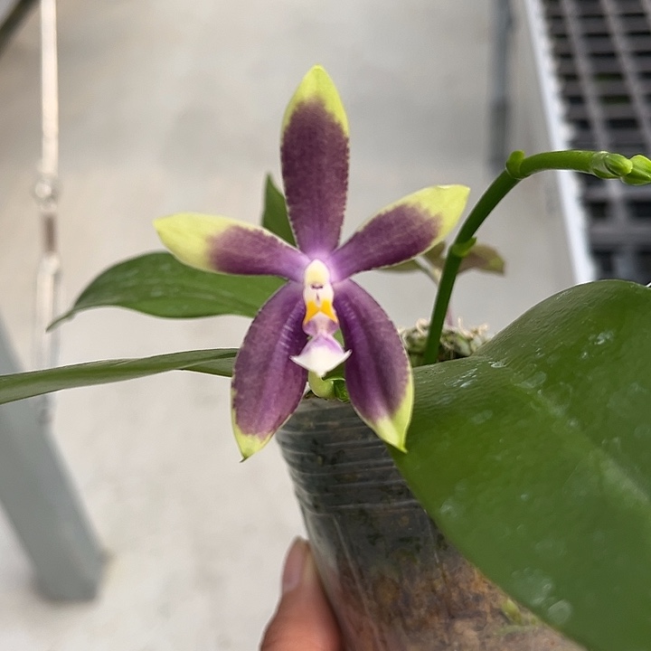 完全开放2.8寸杯盲盒全天浓香