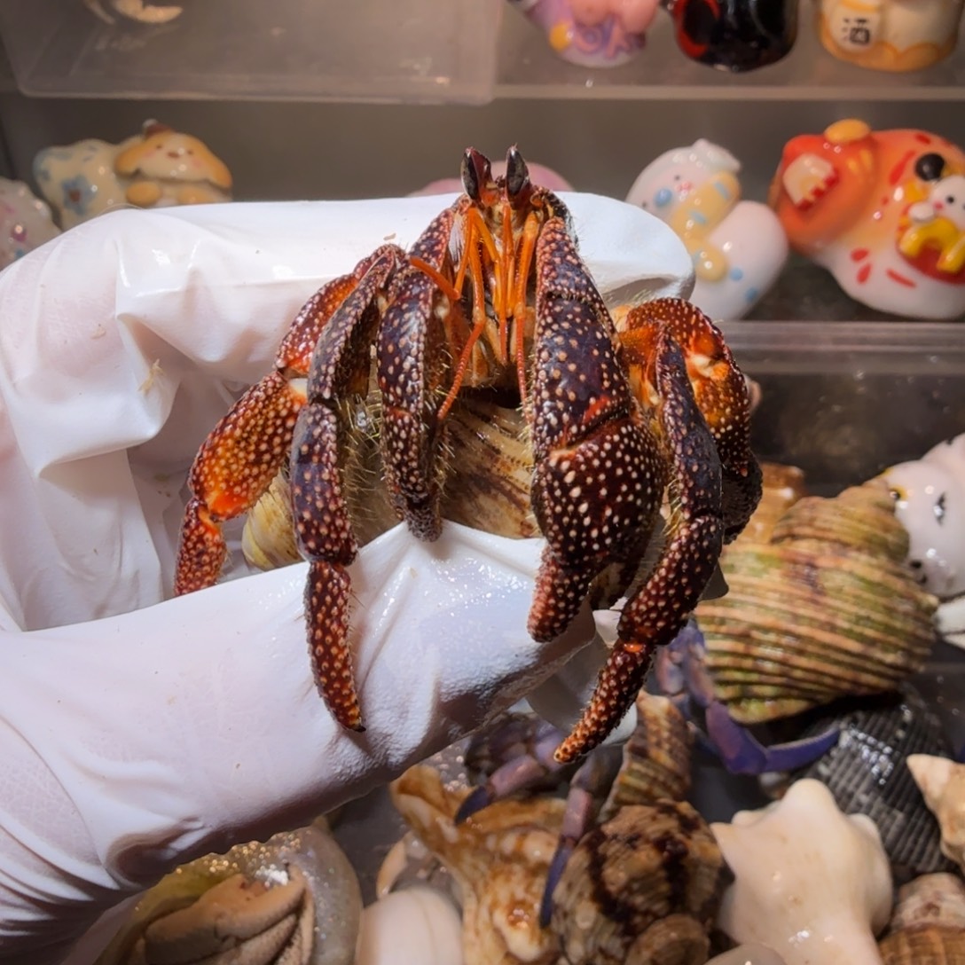 2.8口通体色 黑莓