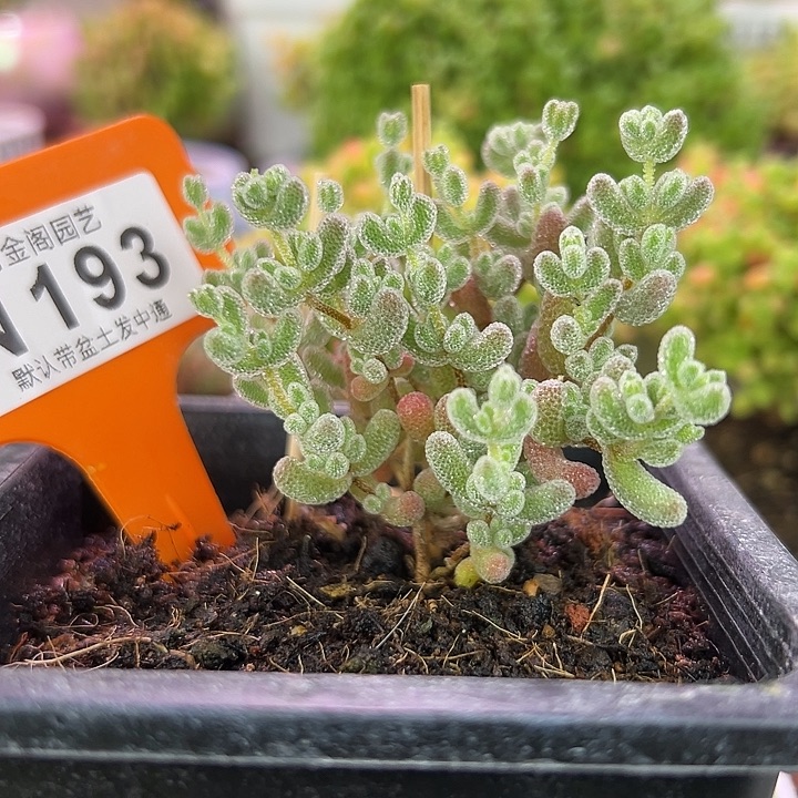 粉冰晶6厘米冠幅