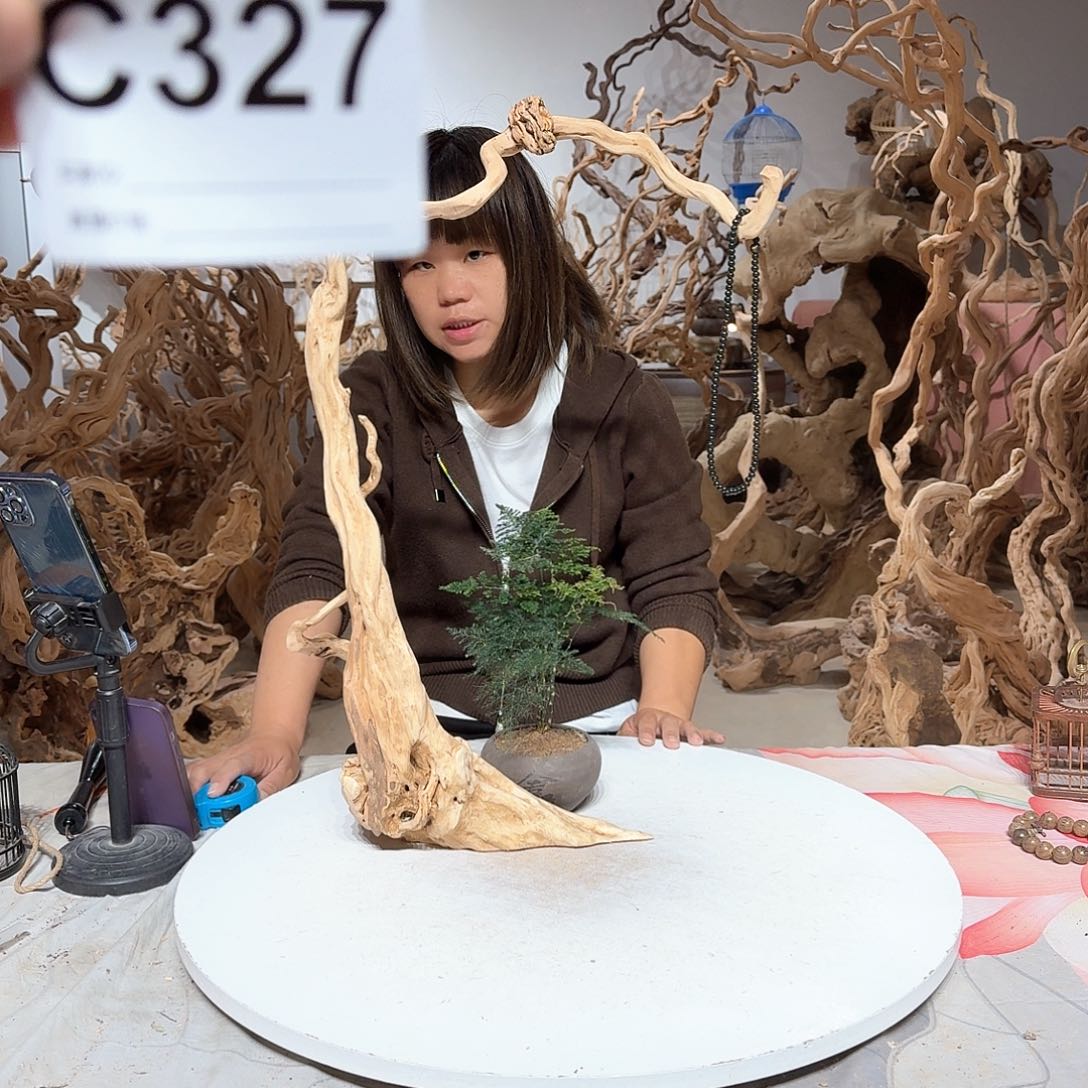 风车木（黑檀木）柒*树