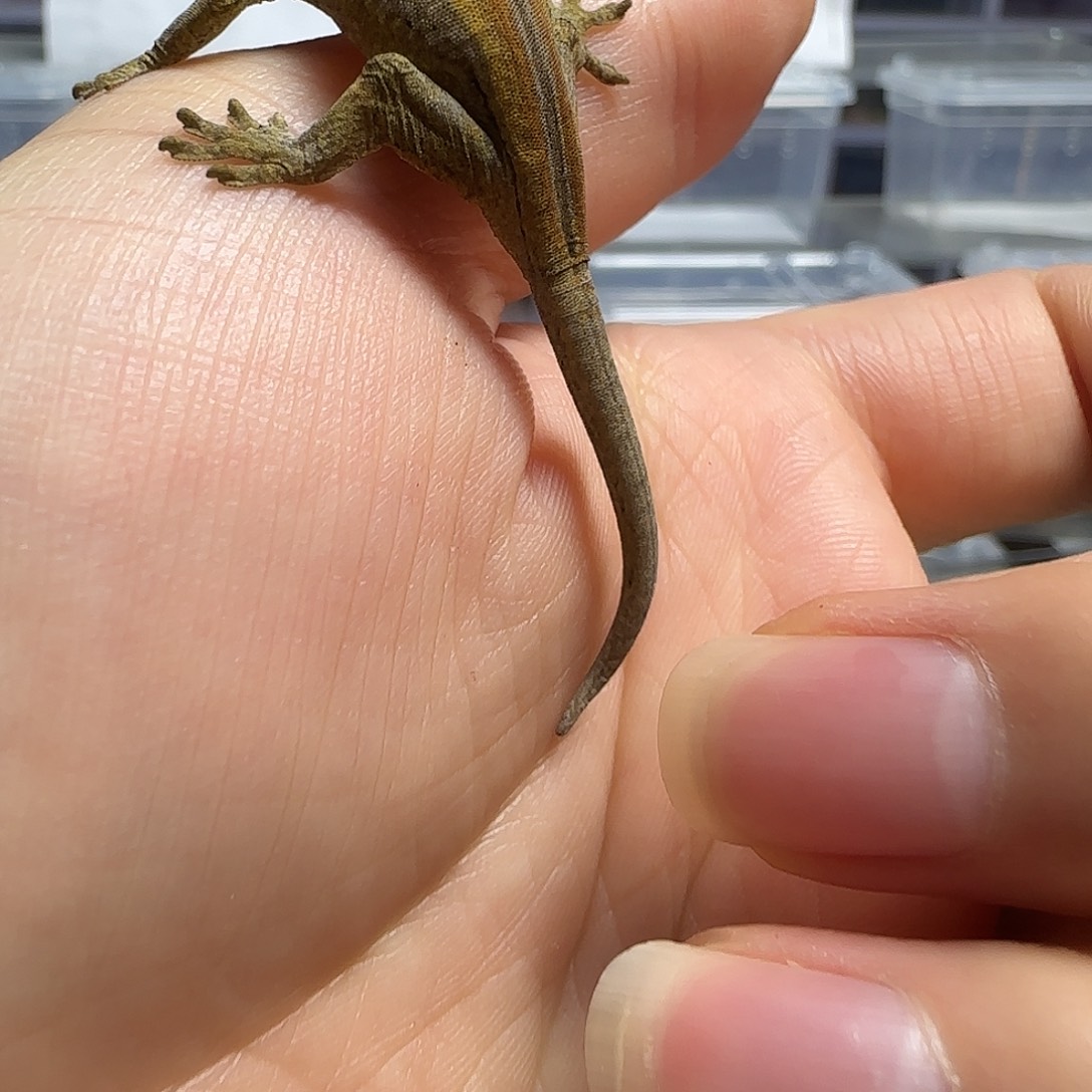 盖勾亚守宫盖勾亚大幼