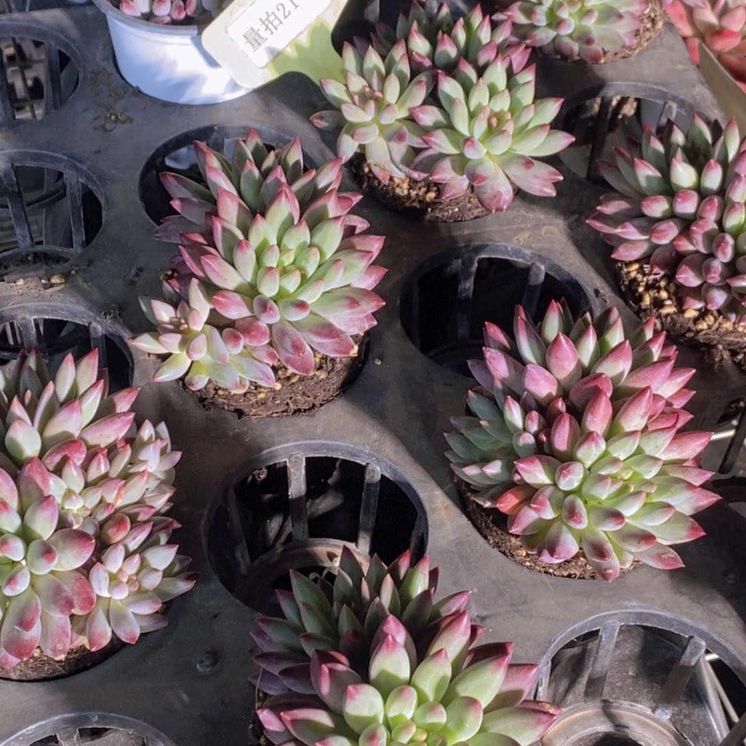 量拍21号 精品mb如烟美人群一个