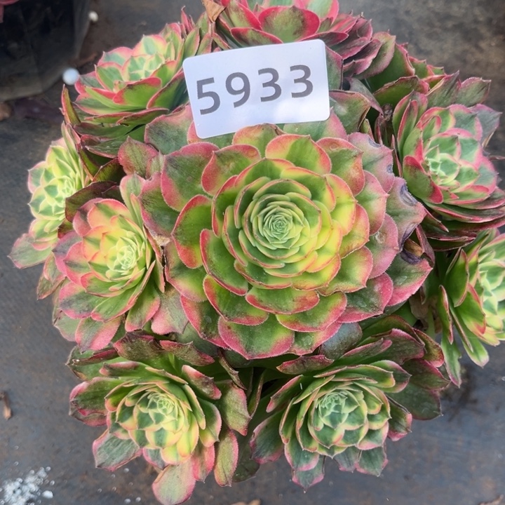 海鲜特价多肉发货