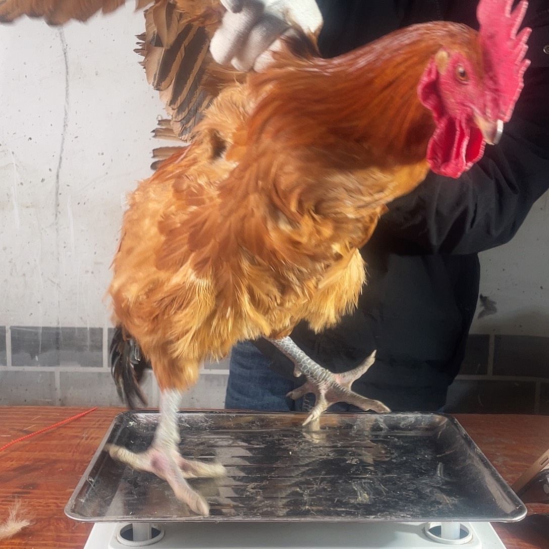 ……….180中国大陆包装140号活鸡发货