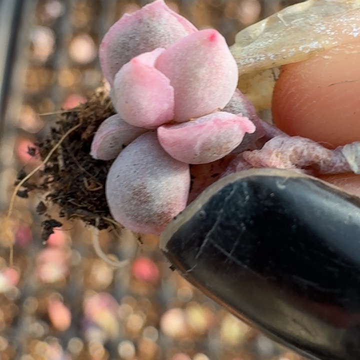 可爱玫瑰一物一拍016