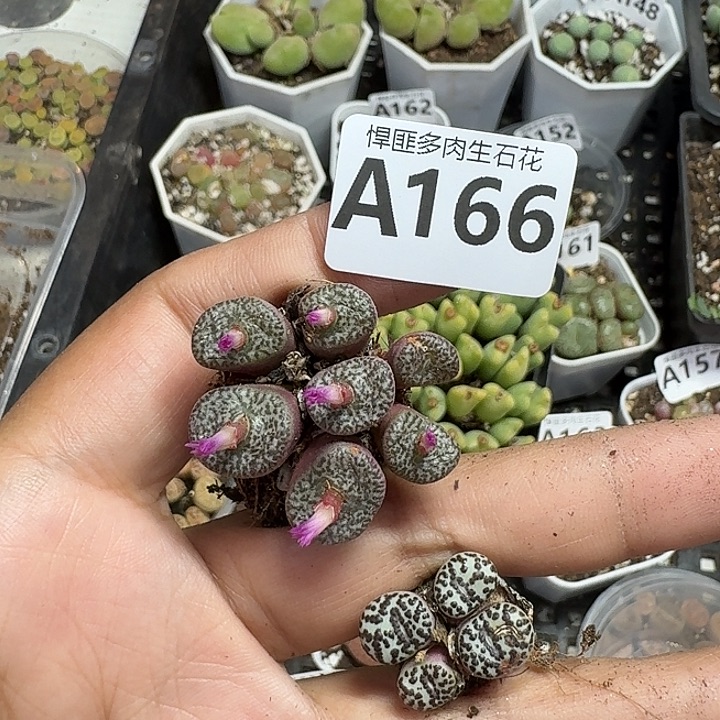 166多肉植物多肉植物