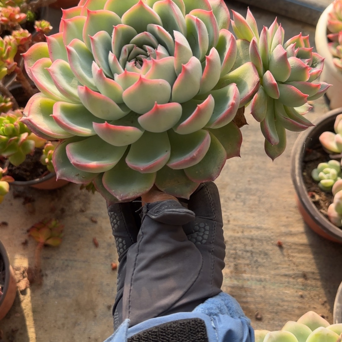 无花朵侧影双头满盆