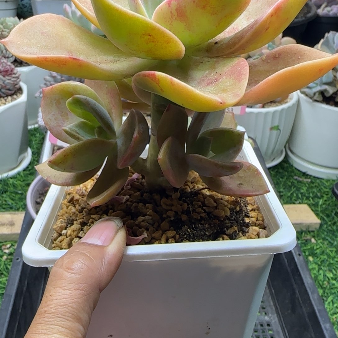 锦安精品多肉植物258