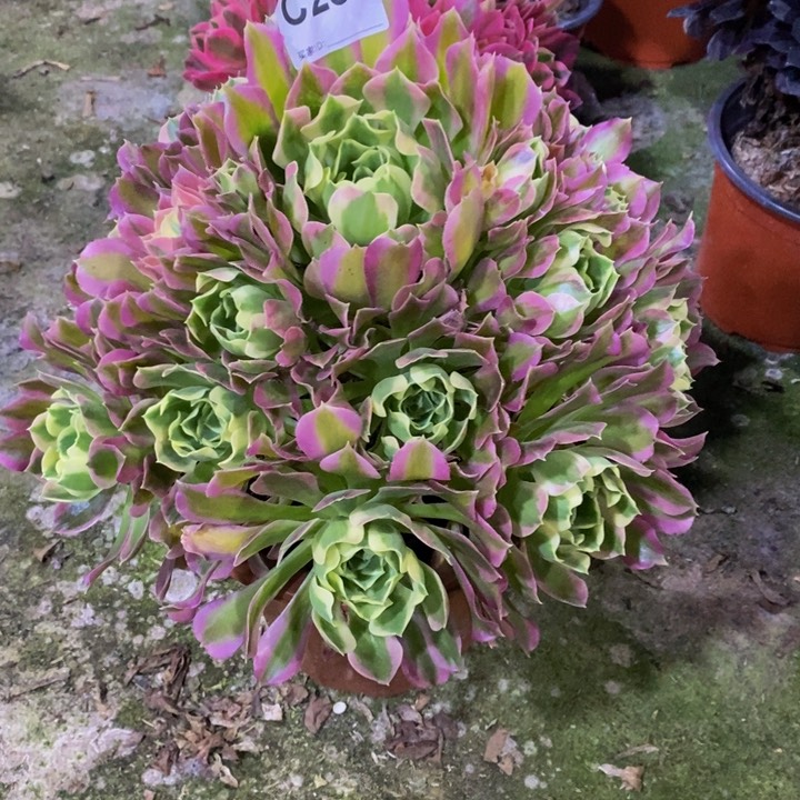 白凤多肉植物285