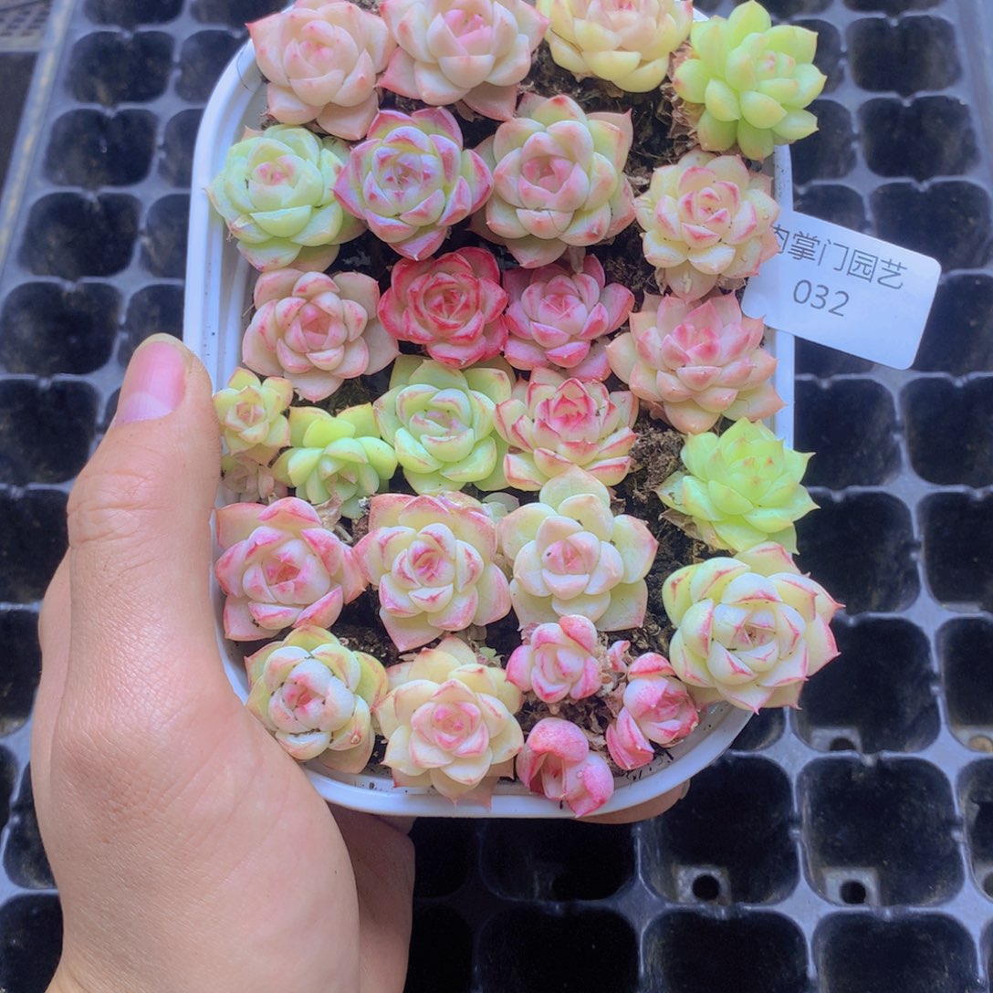 我要去看你了啊我032