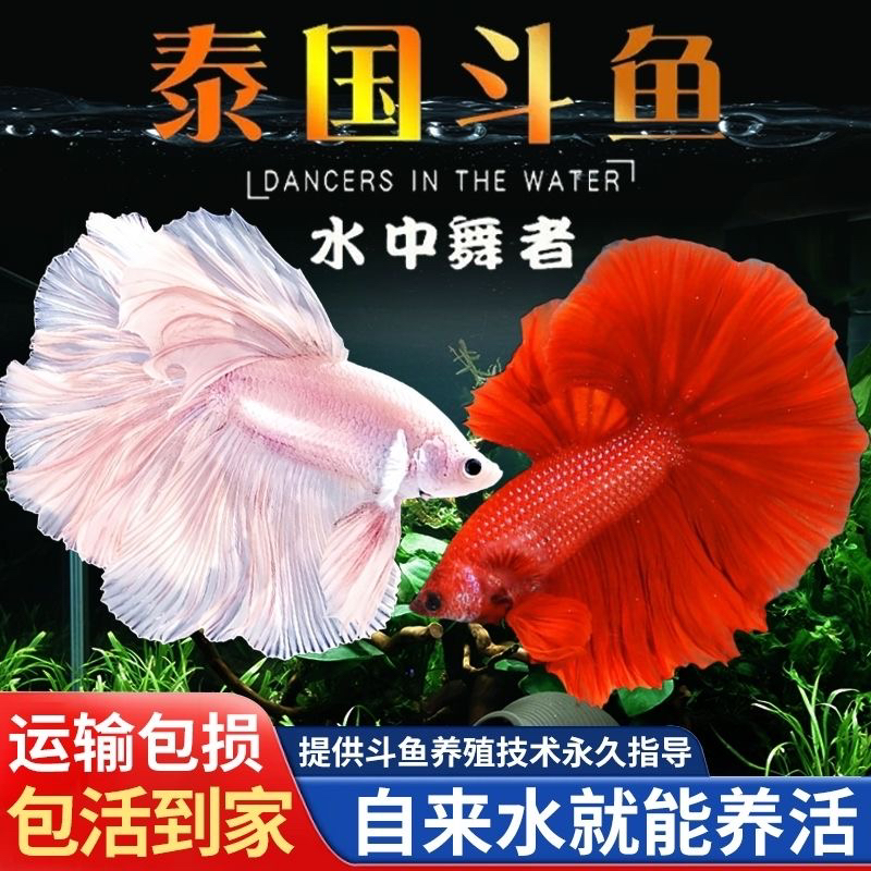 斗鱼小型热带观赏鱼粉白半月婚纱鱼好养耐活宠物鱼