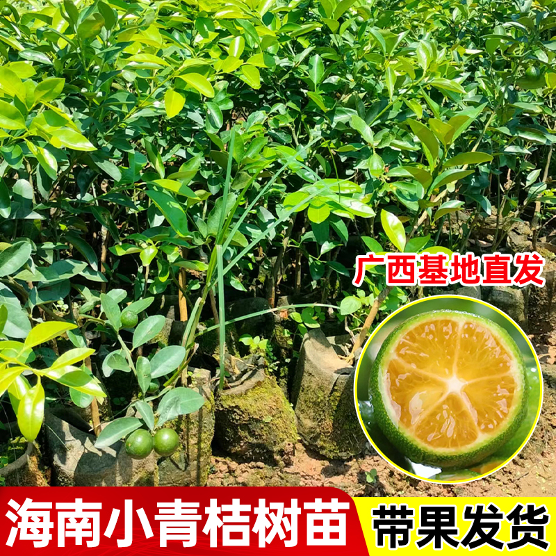 带果海南小青柠树苗四季结果金桔柠檬嫁接小青桔阳台盆栽地栽庭院