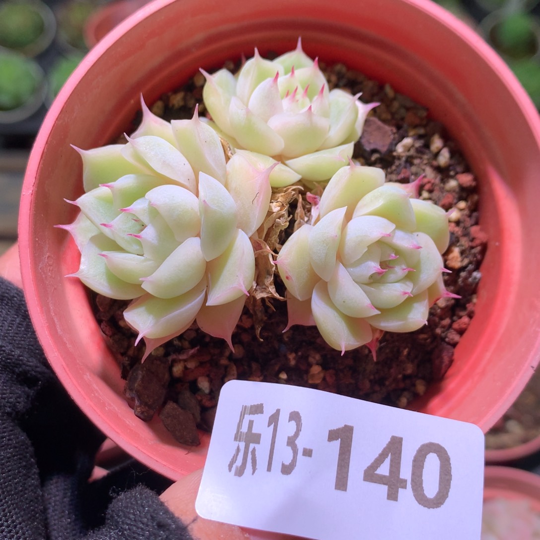 乐然13-140 麦秆群 