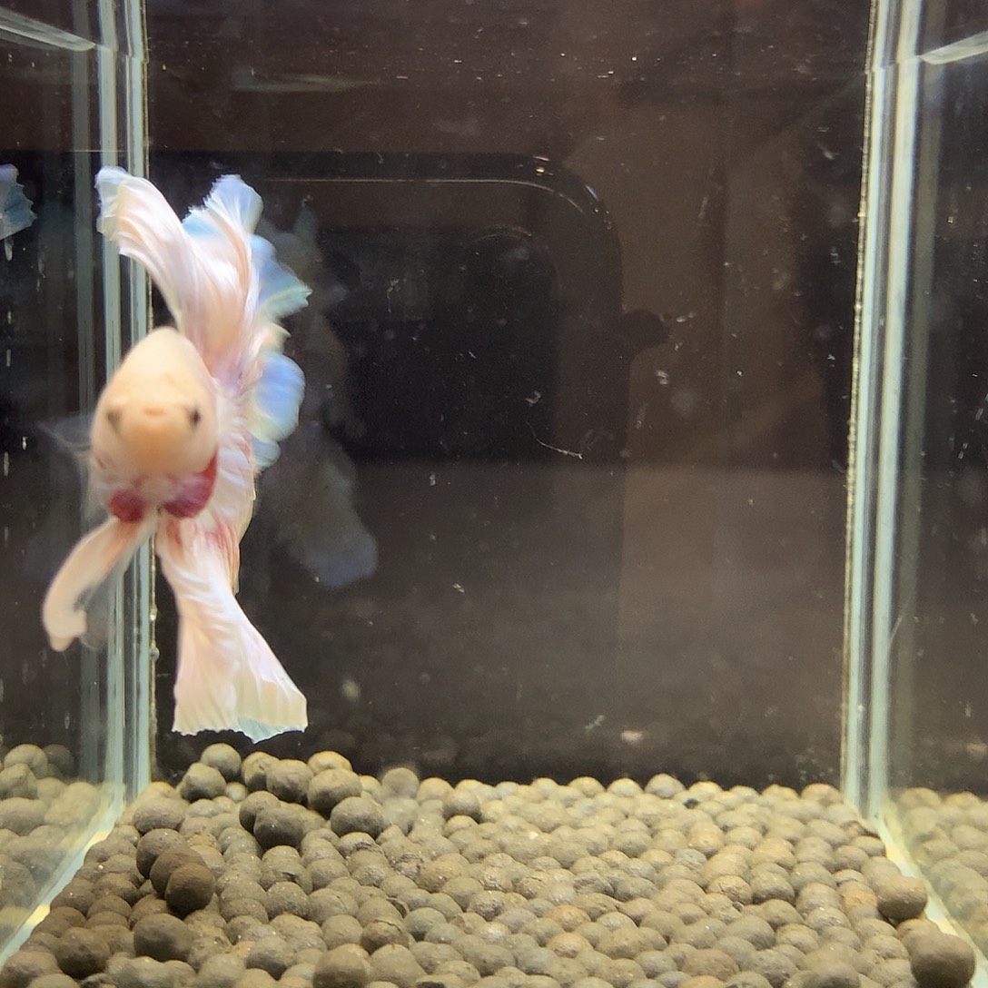 海水鱼七弟泰国斗鱼14