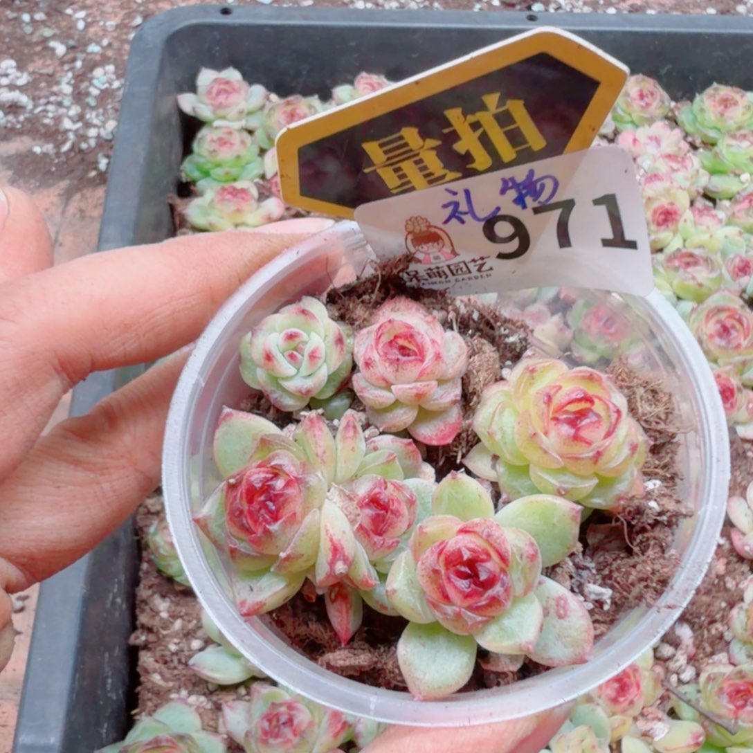 多肉植物多肉植物