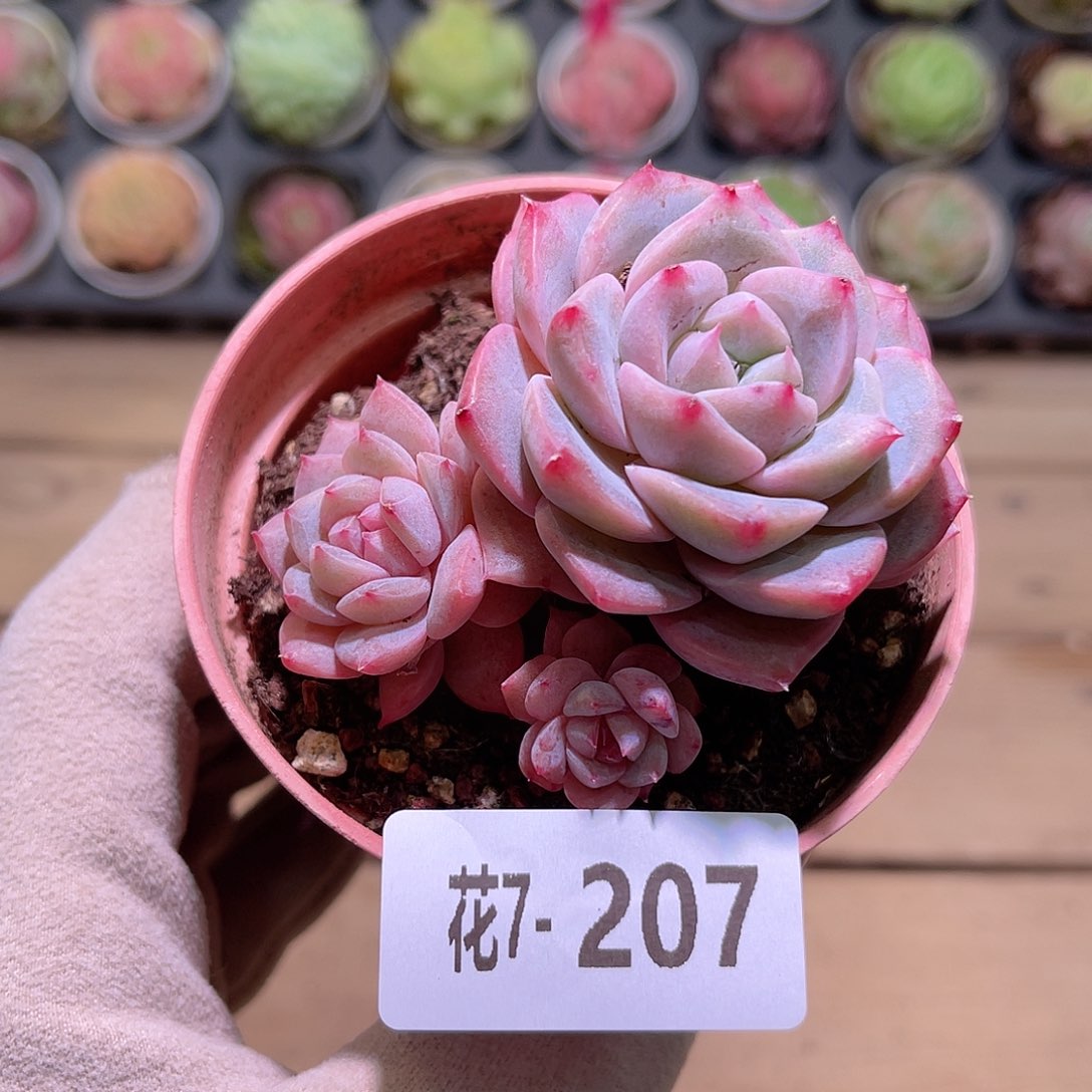 花利美7-207粉钻群