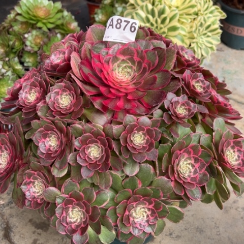 876粉花妖35厘米左右