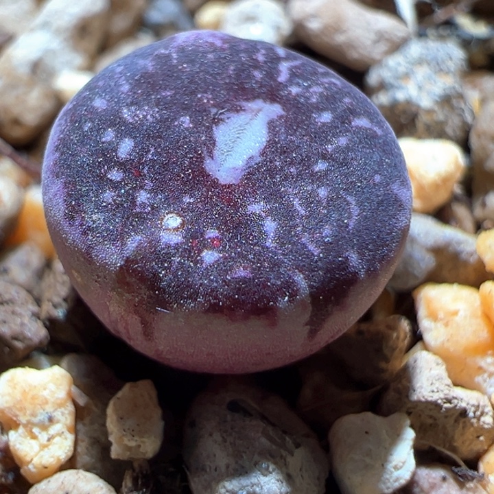 896。 青蛙种源优选超好看流水纹。  