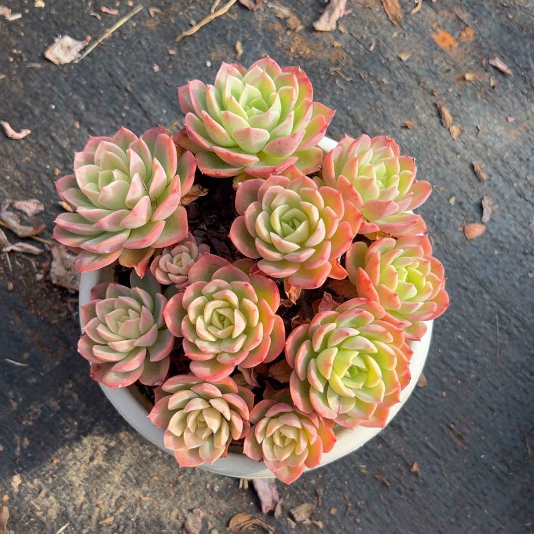 多肉多头哈密瓜【非偏远满18包邮】