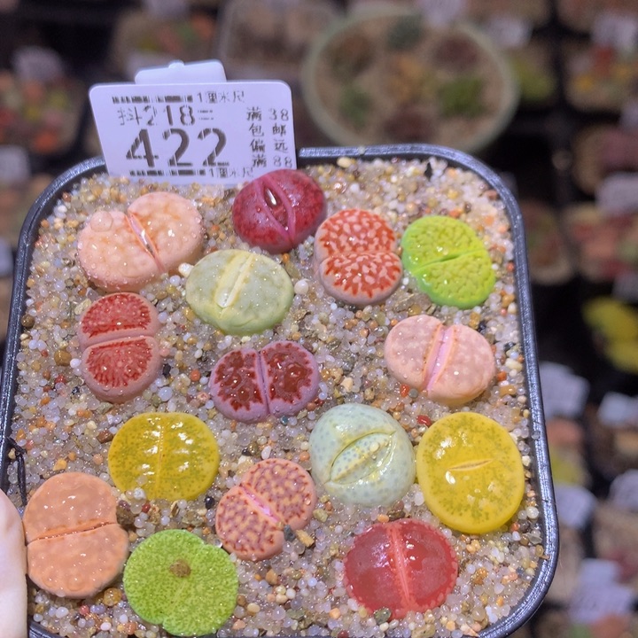 精品生石花218.422