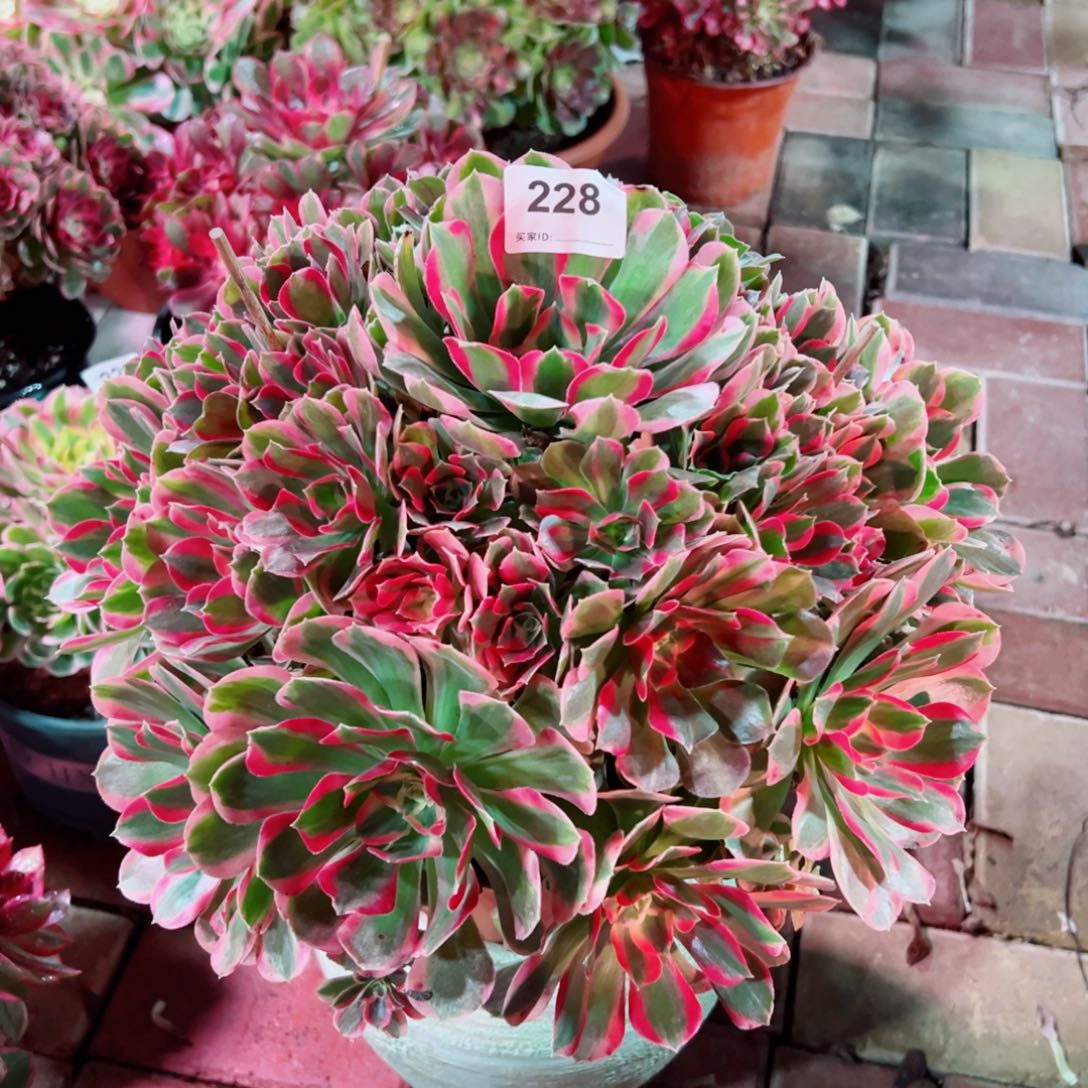 228男神法师多肉植物