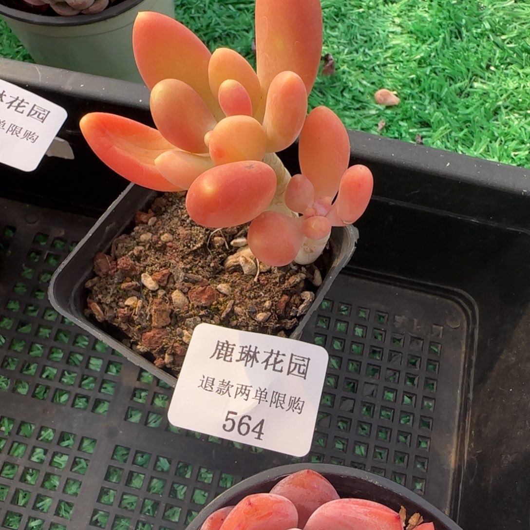 闪购精品多肉564号