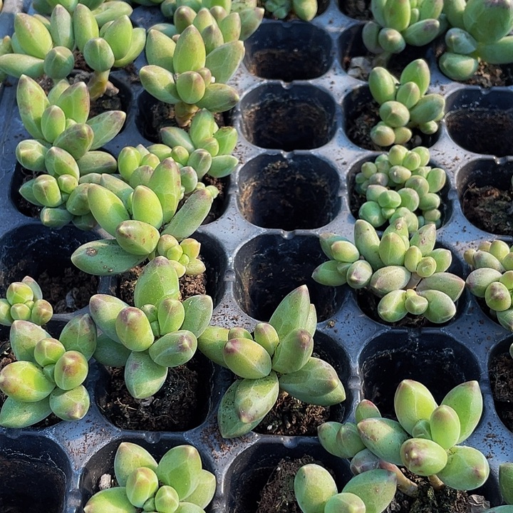 小千代田1元带土发货