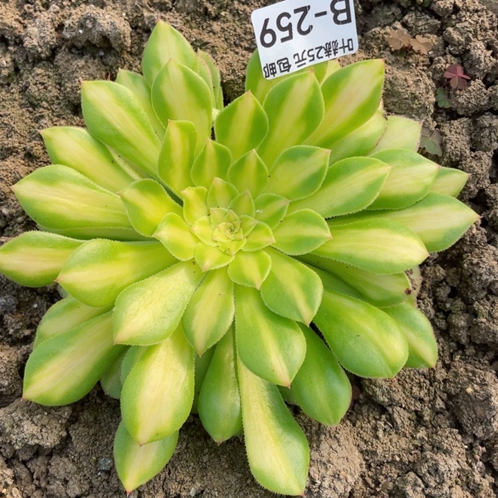 259知否二代多肉12345678