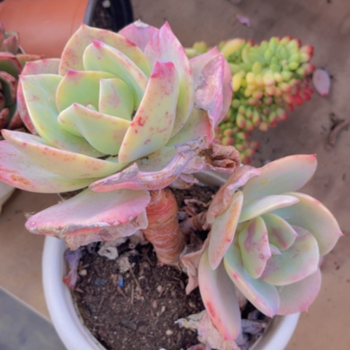 【闪购商品】血凤22186