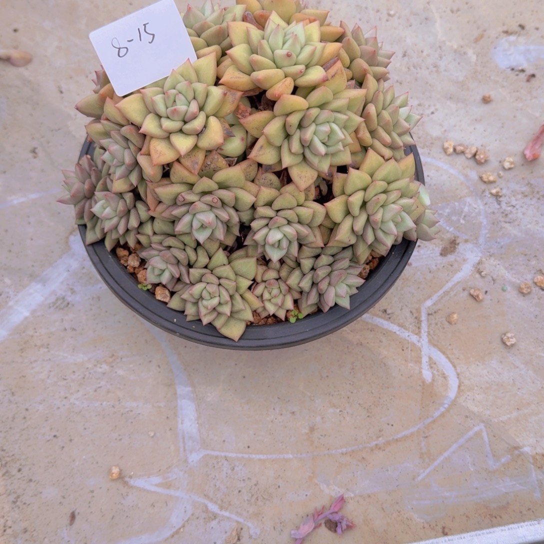 水***蓝8-15韩版象牙多肉植物