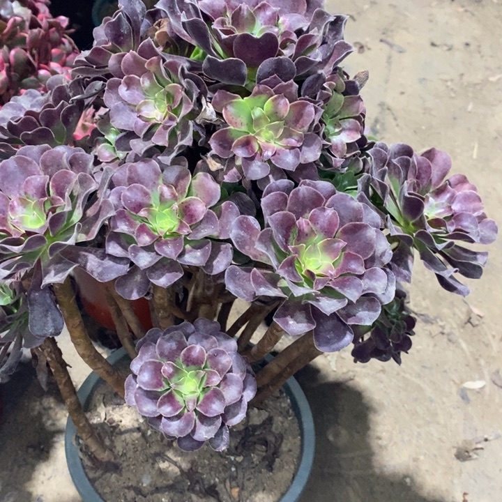 39多肉植物法师法师法师