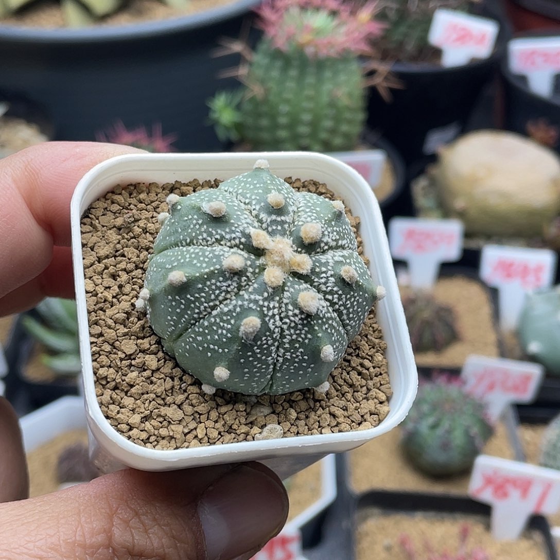 日系超兜仙人球多肉