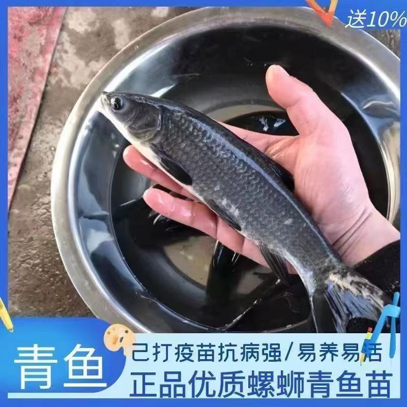 优质螺丝青 水族活体宠物