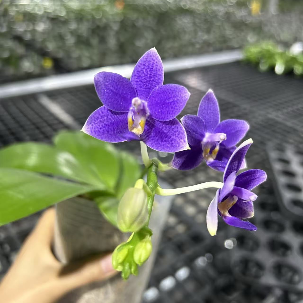 3.5寸 柳林蓝星-开花株【2.5升3.5未出根叶瑕】 珍奇蝴蝶兰