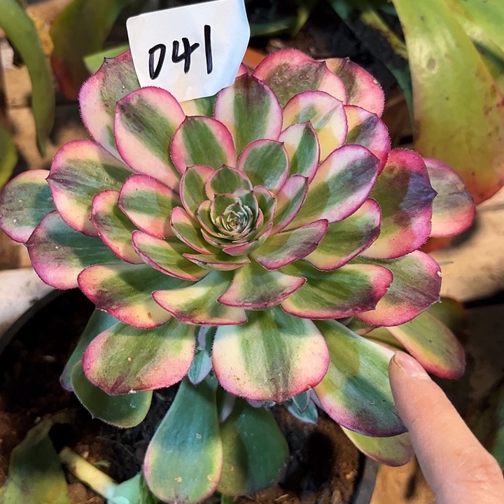 041海神多肉植物